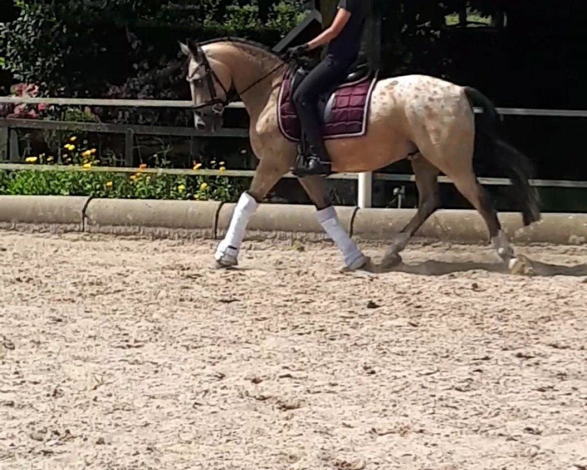 dressage horse Ghost 53 (Belgian Riding Pony, 2008)