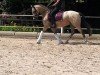 dressage horse Ghost 53 (Belgian Riding Pony, 2008)