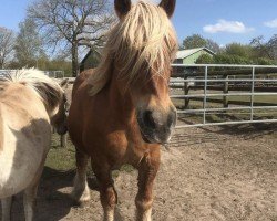 broodmare Ronja (Schleswig Heavy Draft, 1999, from Meisterbote)