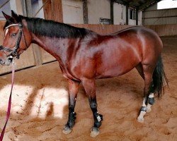 dressage horse Ma Belle BK (Holsteiner, 2019, from Ciacomo)