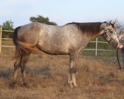 Pferd Dream Big Baby (Quarter Horse, 2022)