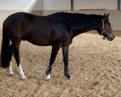 jumper Ciacorello (Holsteiner, from Ciacomo)