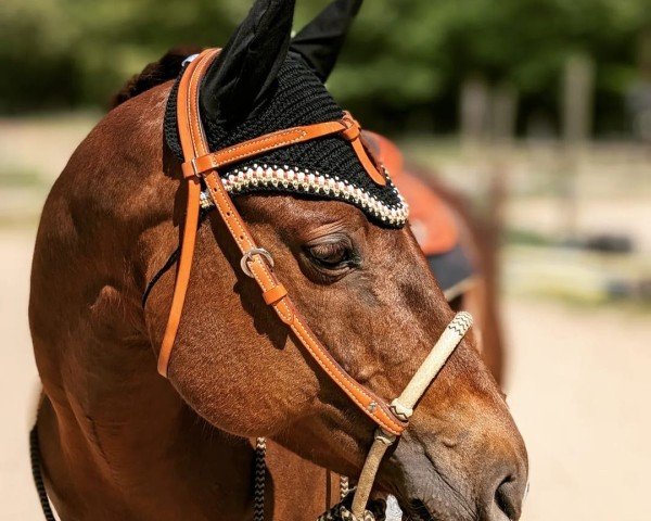 Pferd Spooks Dear Rosaly (Quarter Horse, 2008)