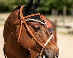 horse Spooks Dear Rosaly (Quarter Horse, 2008)