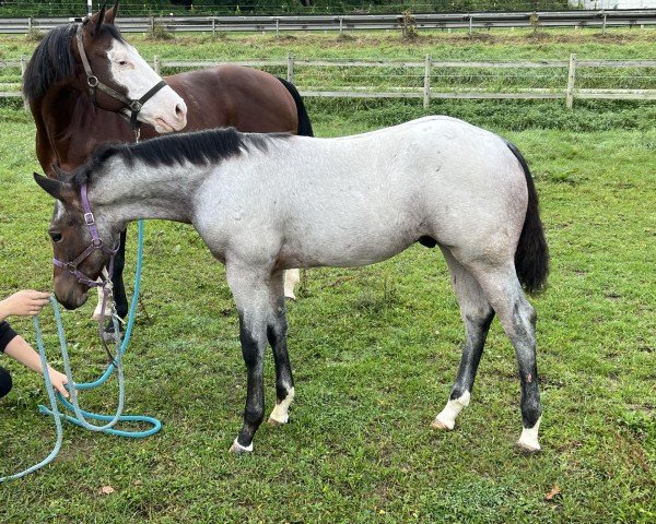 Pferd Spooks Blue Lucky (Quarter Horse, 2024)