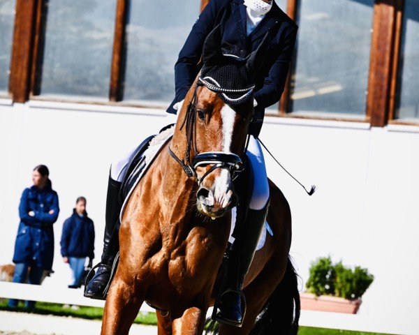 Dressurpferd Vino de Belleza (Österreichisches Warmblut, 2018, von Borsalino)