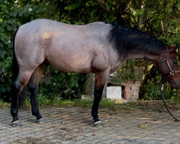 Pferd Roanevolution (Quarter Horse, 2018)