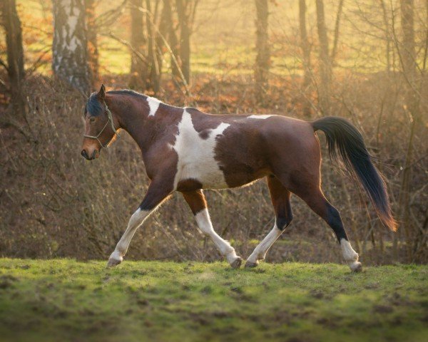 horse Hneo ben Nasim (Arab half breed / Partbred, 2020, from Nasim Ben Nowie)