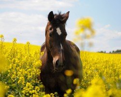 horse Rhodos (Hessian Warmblood, 2003, from Moosbends Ricardos)