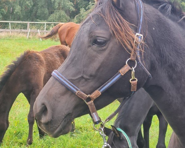 Zuchtstute GS Halah (Vollblutaraber, 2016, von Kyros II ox)