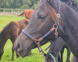 broodmare GS Halah (Arabian thoroughbred, 2016, from Kyros II ox)