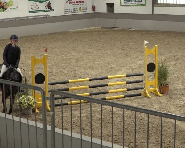 Reitturnier AZL Luhmühlen 2024