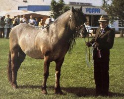 horse Woodbeer Highland Laddie (Highland Pony, 1968, from Jaunty Laddie of Manshay)