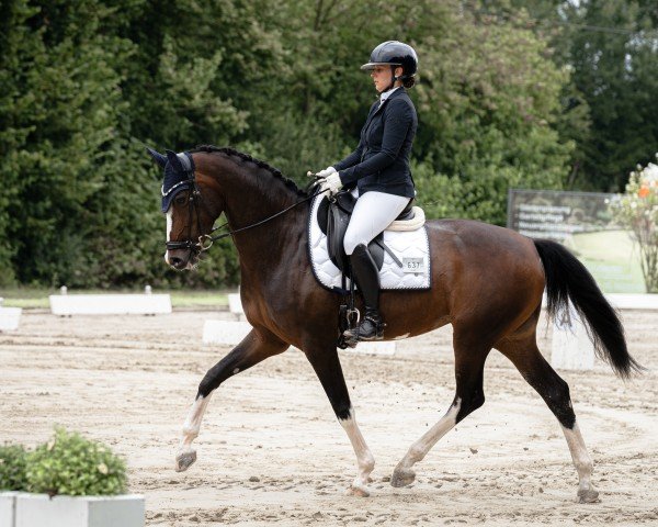 dressage horse Zoom's Darling M (Westphalian, 2018, from Zoom)