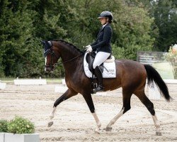 dressage horse Zoom's Darling M (Westphalian, 2018, from Zoom 8)