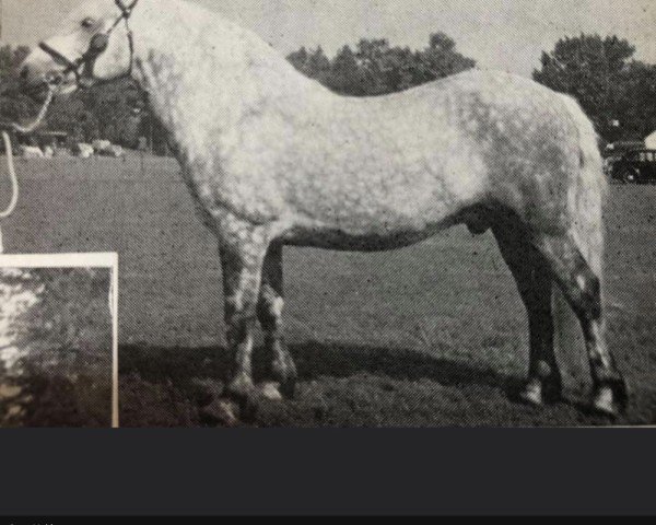 stallion Mackoinneach (Highland Pony, 1948, from Gray Jock)