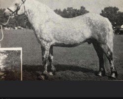 Deckhengst Mackoinneach (Highland-Pony, 1948, von Gray Jock)