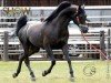 stallion Kyros II ox (Arabian thoroughbred, 2000, from Janosch ox)