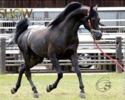 stallion Kyros II ox (Arabian thoroughbred, 2000, from Janosch ox)