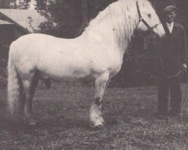 stallion Faillie Diamond (Highland Pony, 1923, from Hebridean II)