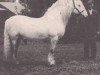 stallion Faillie Diamond (Highland Pony, 1923, from Hebridean II)