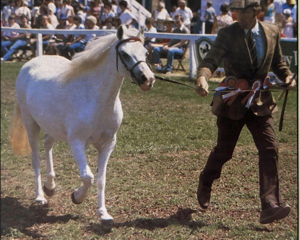 broodmare Weston Pearly Necklace (Welsh mountain pony (SEK.A), 1969, from Brierwood Blue Boy)