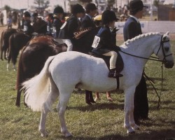 horse Polaris Andreas (Welsh mountain pony (SEK.A), 1971, from Coed Coch Norman)