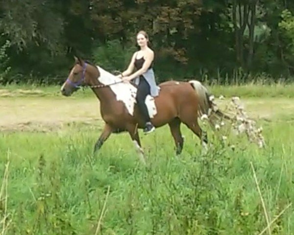 horse Keanu ben Nasim (Arab half breed / Partbred, 2012, from Nasim Ben Nowie)