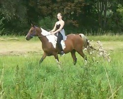 Pferd Keanu ben Nasim (Arabisches Halbblut / Partbred, 2012, von Nasim Ben Nowie)