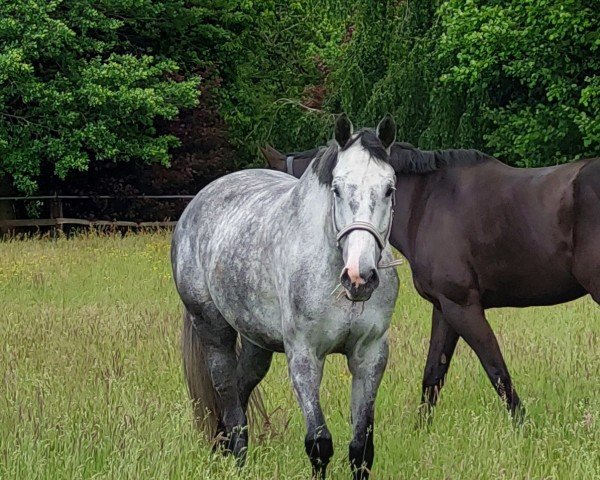 horse Copacabana 60 (Holsteiner, 2017, from Cancara)