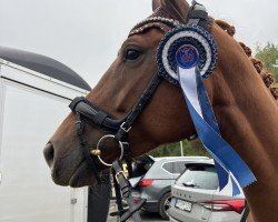 dressage horse Vienna 118 (Hanoverian, 2020, from Vivaldos)