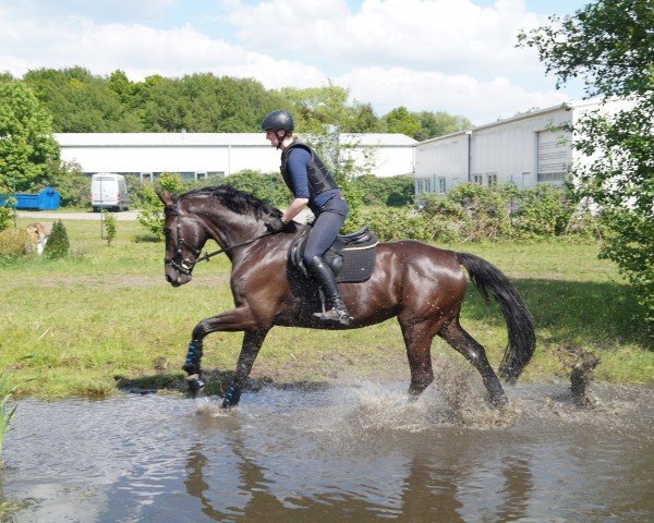 Springpferd Lightning Linnea (Hannoveraner, 2012, von Levistano)