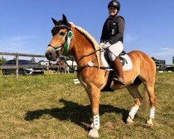 dressage horse Stalin SCH (Edelbluthaflinger, 2018, from Stakkato K (0,78% ox))