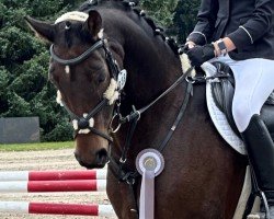 jumper First Brown (Hanoverian, 2012, from Fürst Romancier)