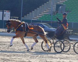 broodmare Madiva SCH (Edelbluthaflinger, 2019, from Sonnenkönig-Gold)