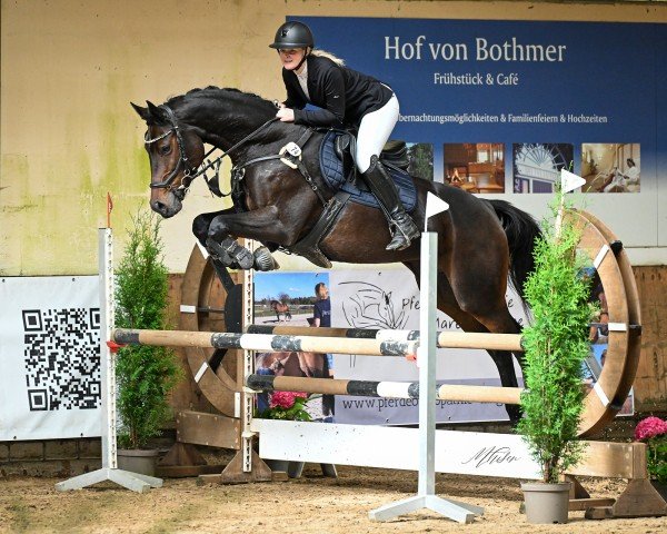 jumper Idéal de Quidam (Oldenburg show jumper, 2016, from De Quidam)