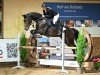 jumper Idéal de Quidam (Oldenburg show jumper, 2016, from De Quidam)