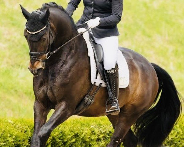 dressage horse Eistänzer EH (Oldenburg, 2019, from Escolar)