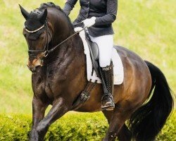 dressage horse Eistänzer EH (Oldenburger, 2019, from Escolar)