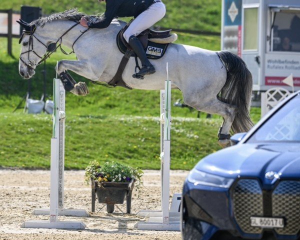 jumper Arneis (Oldenburg, 2013, from Cayado 3)