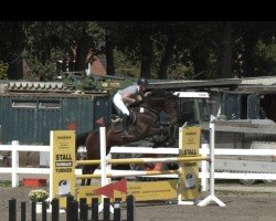 jumper Alwin 53 (Holsteiner, 2016, from Adagio de Talma)