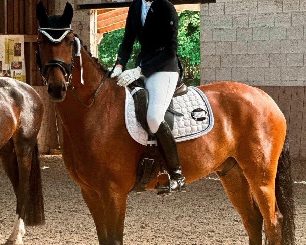 dressage horse Belmondo 204 (Hanoverian, 2017, from Belissimo NRW)