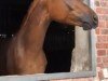 dressage horse Bonaparte (Hanoverian, 2018, from Bon Coeur)