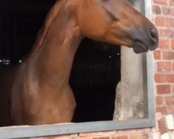 dressage horse Bonaparte (Hanoverian, 2018, from Bon Coeur)