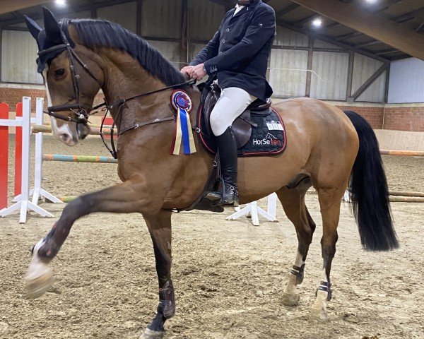 jumper Harleyson Z (Zangersheide riding horse, 2009, from VDL Harley)