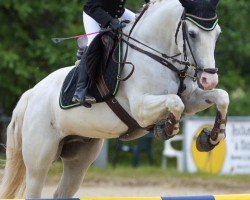 jumper Leopold 229 (Dutch Pony, 2005, from Lys Rouge)