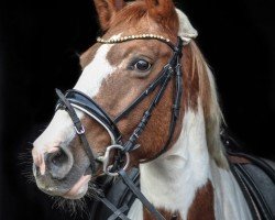 dressage horse Rosh Pinna (Pony without race description, 2005)