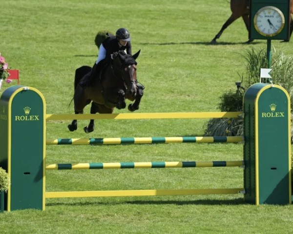 jumper Candy Luck Z (Zangersheide riding horse, 2015, from Comme il Faut)