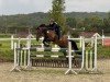 jumper Balou Star's Lasino (Oldenburg show jumper, 2015, from Balou Star)