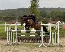 Springpferd Balou Star's Lasino (Oldenburger Springpferd, 2015, von Balou Star)